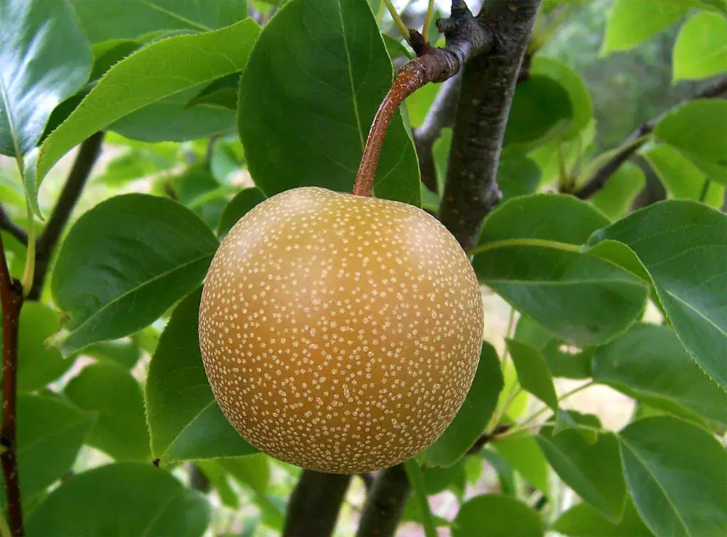 Round nashi pears growing on a branch with green leaves