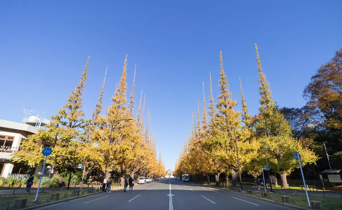 Yellow ginkgo trees lining the avenue from Aoyama-dori toward the Meiji Memorial Picture Gallery at Jingu Gaien