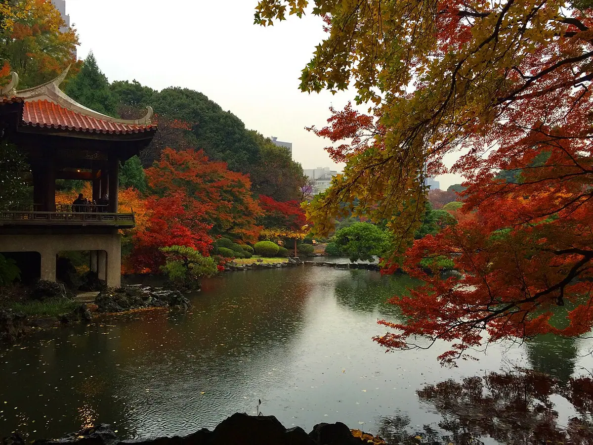Red and yellow autumn leaves surrounding Kyu-Goryo-Tei and the pond in Shinjuku Gyoen's Japanese Garden