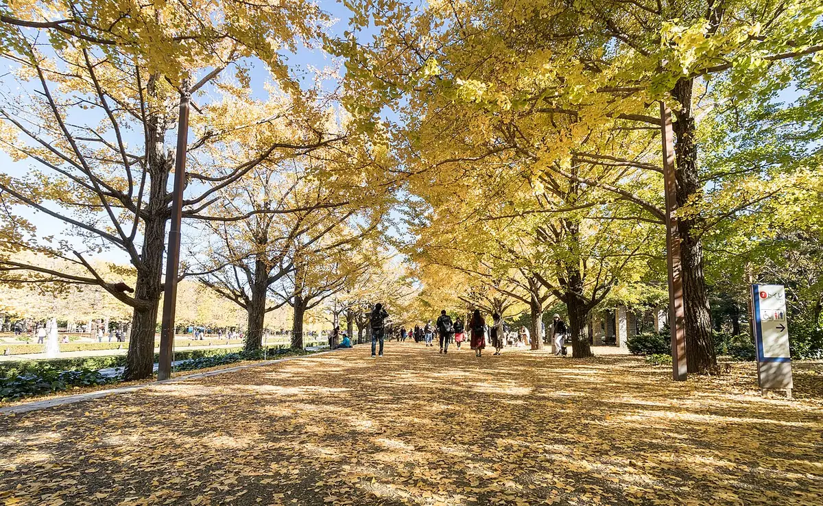 Yellow ginkgo trees and a path covered in fallen leaves beside the Canal at Showa Kinen Park