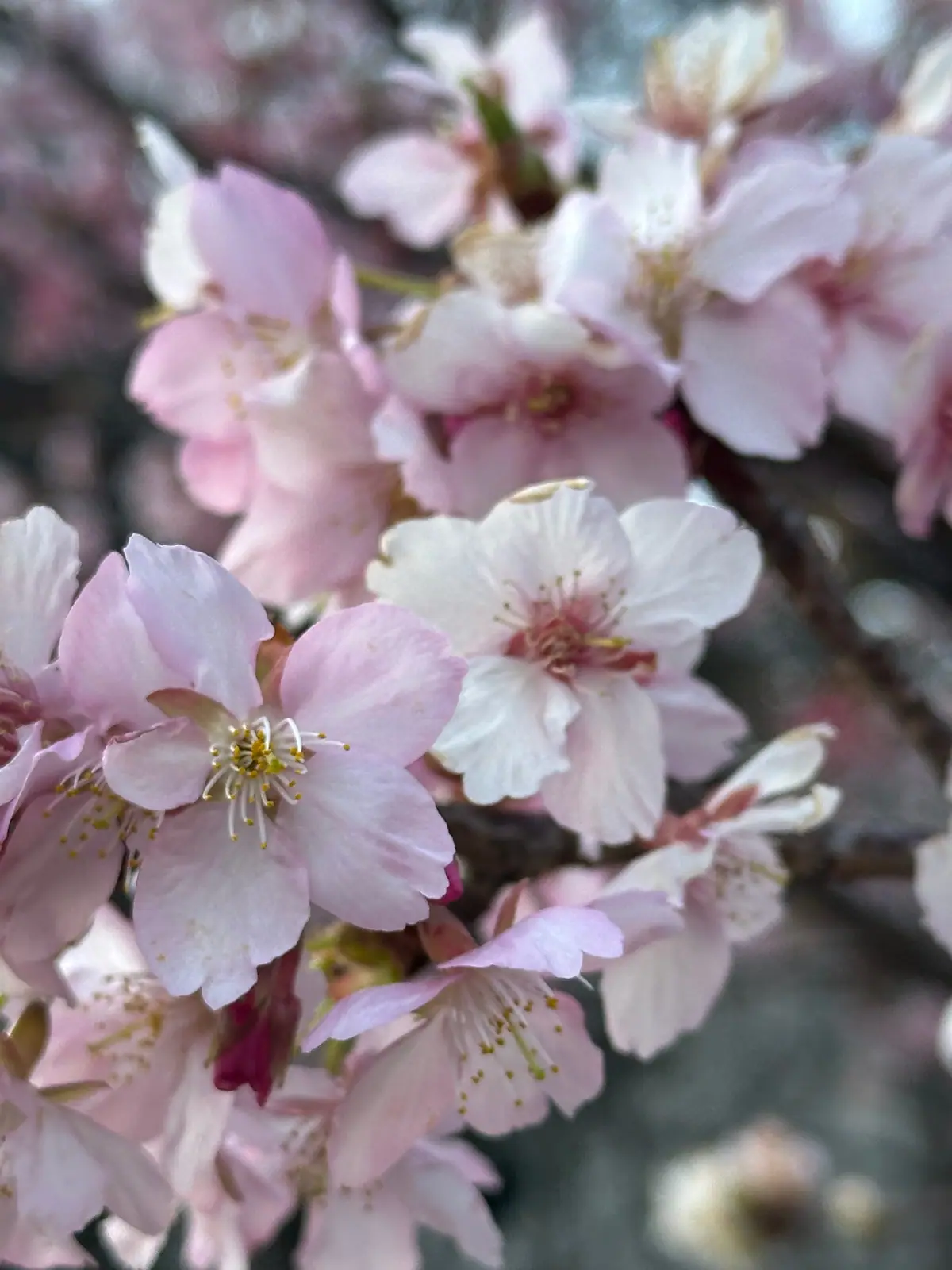 8 Cherry Blossom Walks in Tokyo — Routes, Crowds & Picnic Tips (2026)