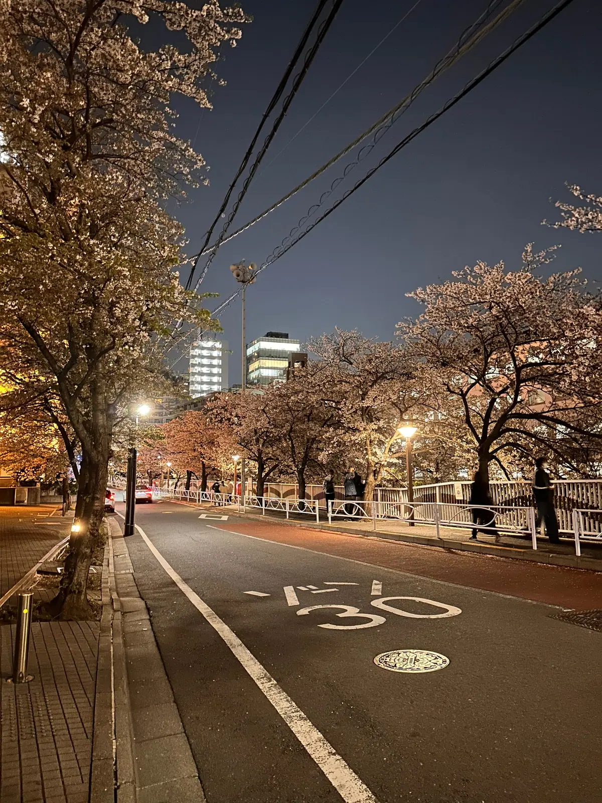 Cherry blossoms along the Meguro River at night, lit by streetlights