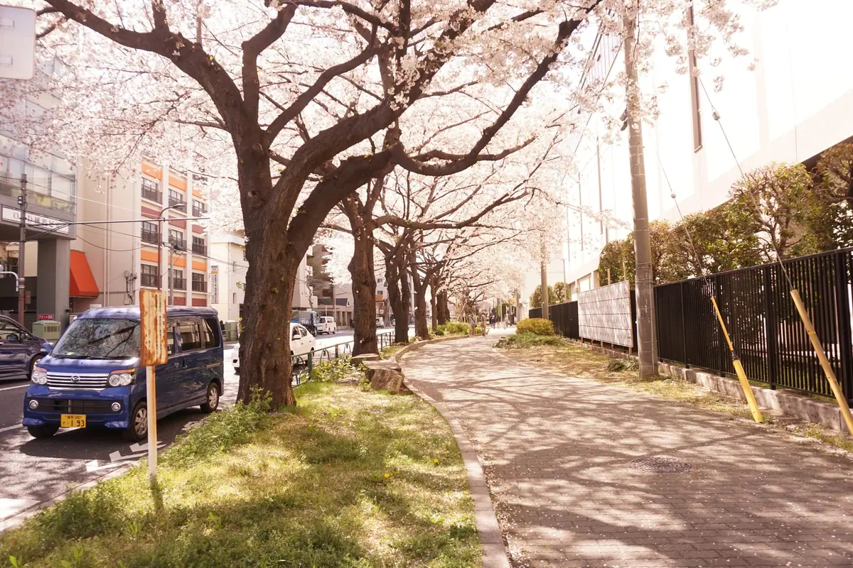 Cherry trees lining the streets near Nerima Station, with thick trunks and canopy-like branches over the sidewalk
