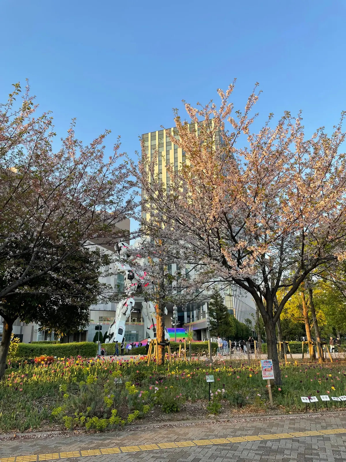 Cherry blossoms near the Gundam statue in Odaiba