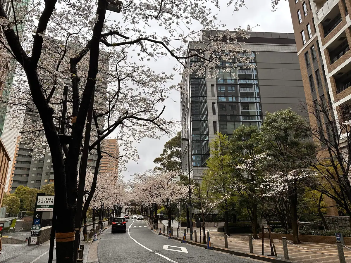 Cherry blossoms near Spain-zaka in Roppongi