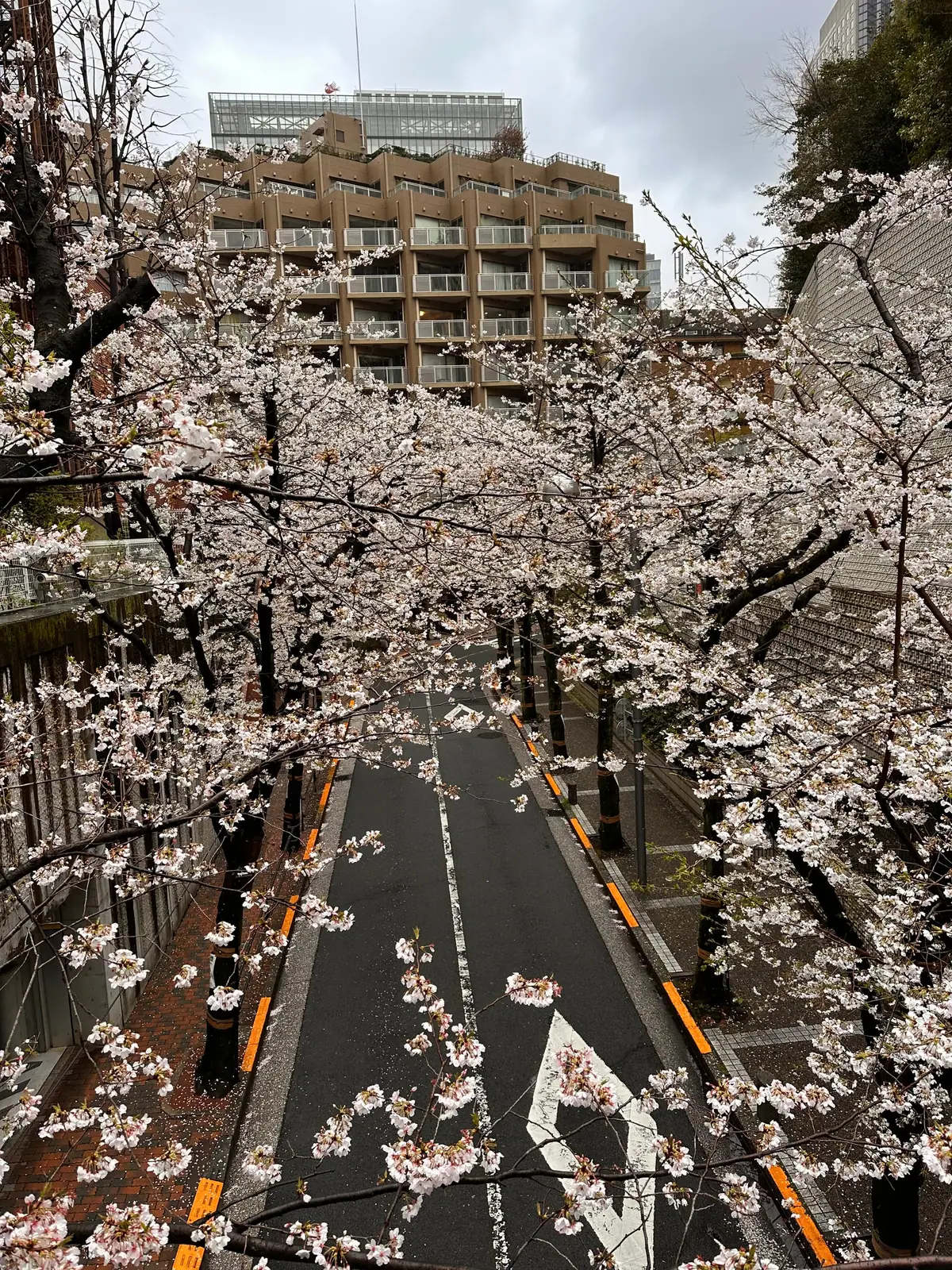 Cherry blossoms and streets near Spain-zaka