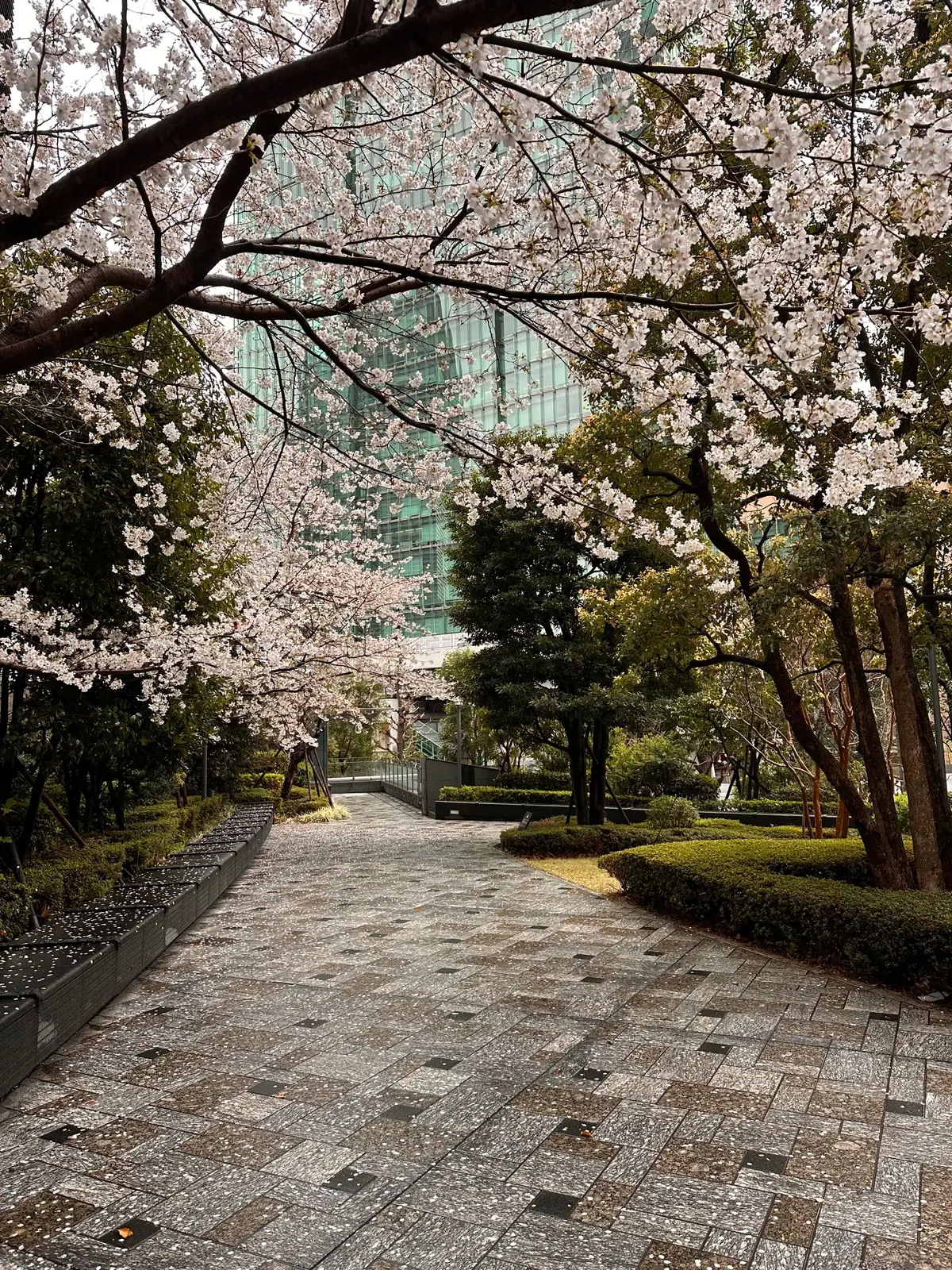 Cherry blossoms seen while walking through Roppongi