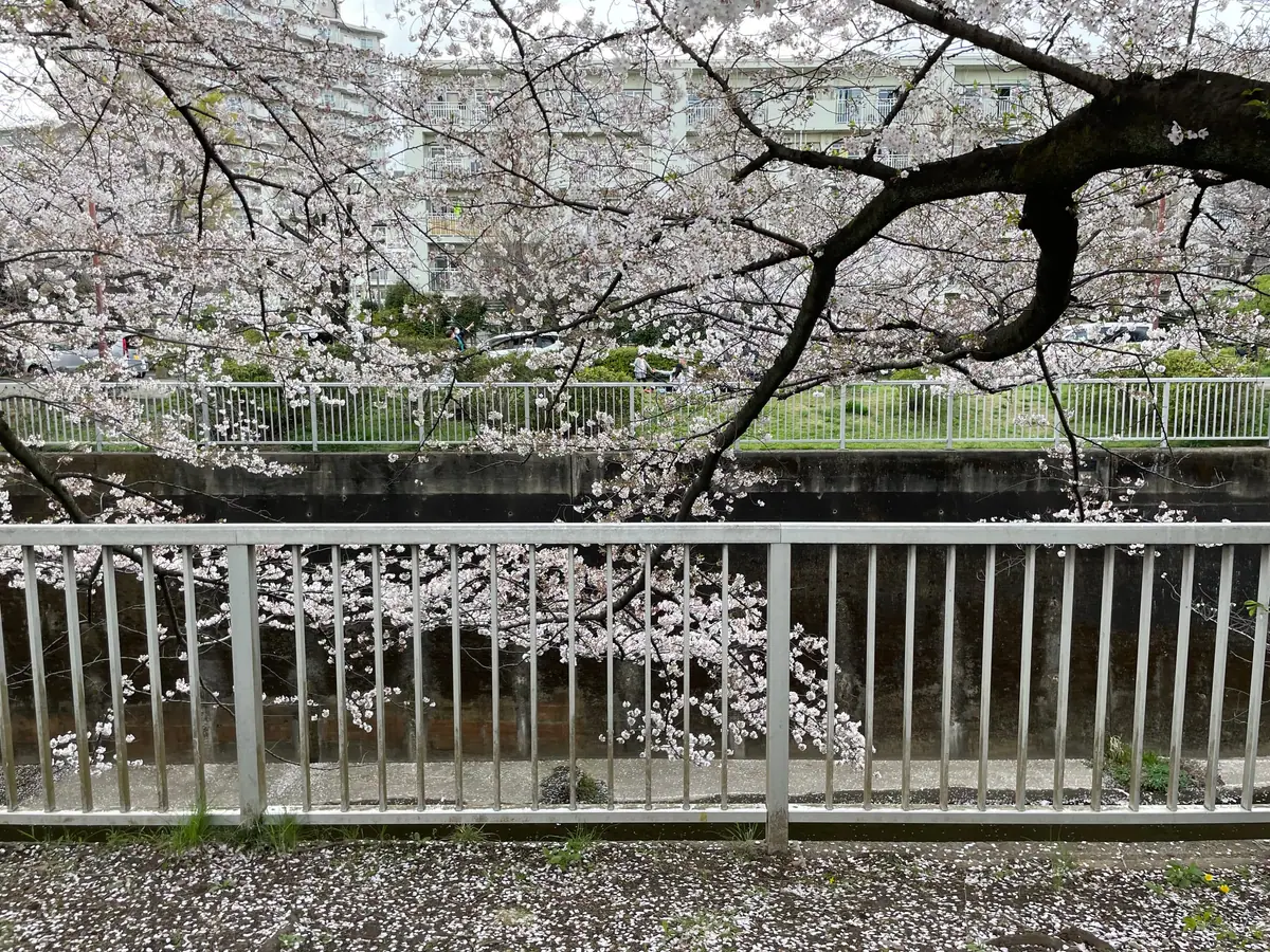 Cherry blossoms along the Shakujii River, with petals floating on the water