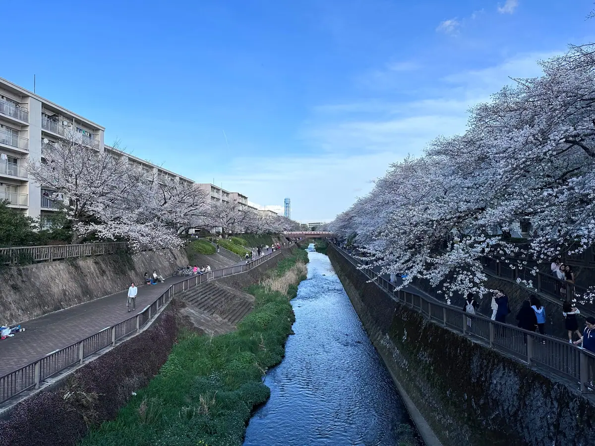 Walking along the Shakujii River cherry blossom path
