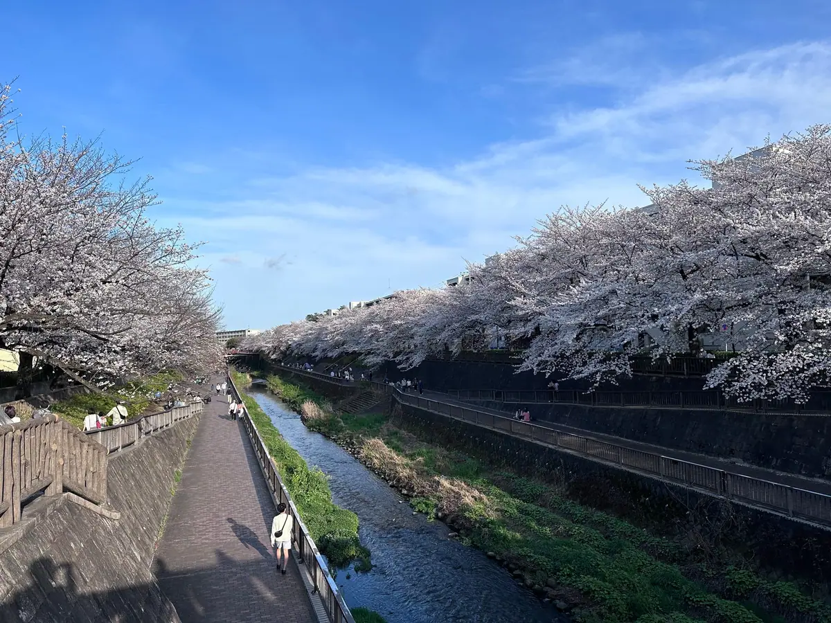 Close-up of cherry blossoms along the Shakujii River