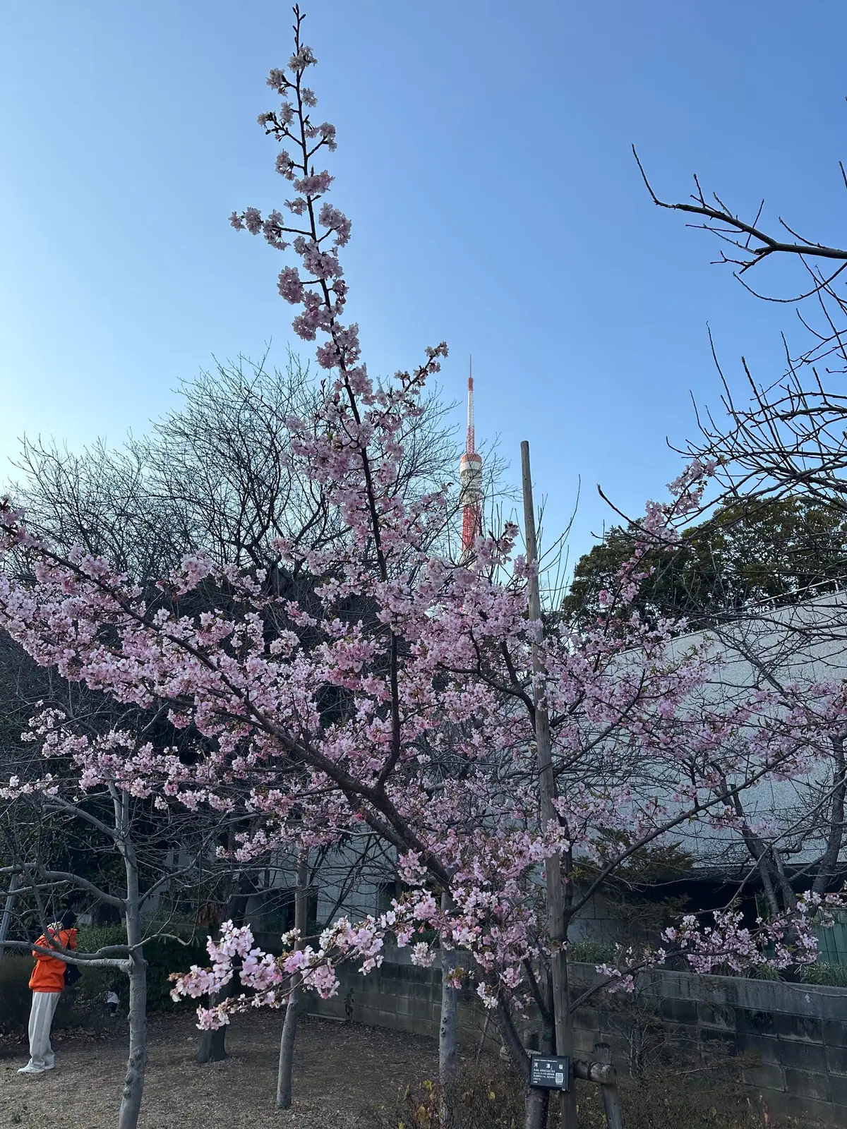 Tokyo Tower seen through cherry blossoms at Shiba Park