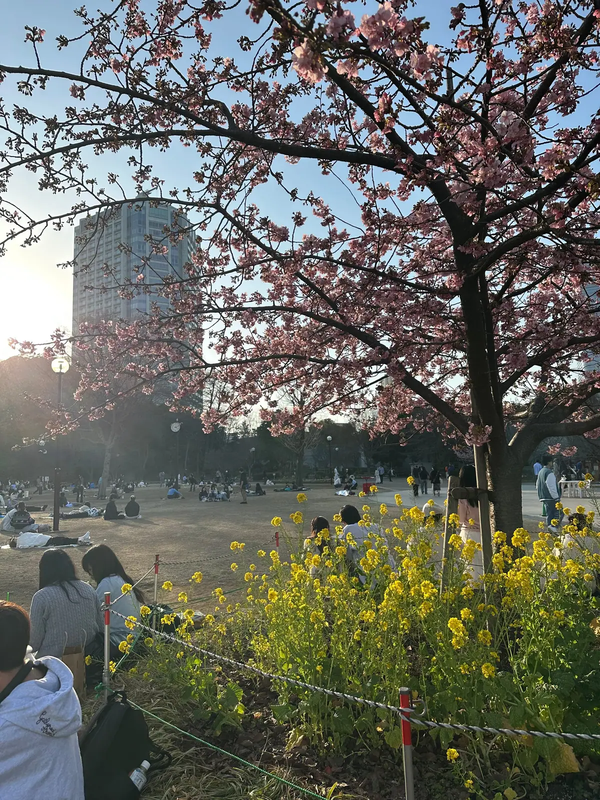 Cherry blossoms and Tokyo Tower at Shiba Park