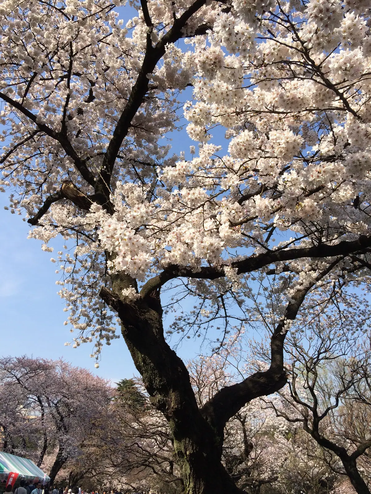 Cherry blossoms at Shinjuku Gyoen, looking up at a large tree
