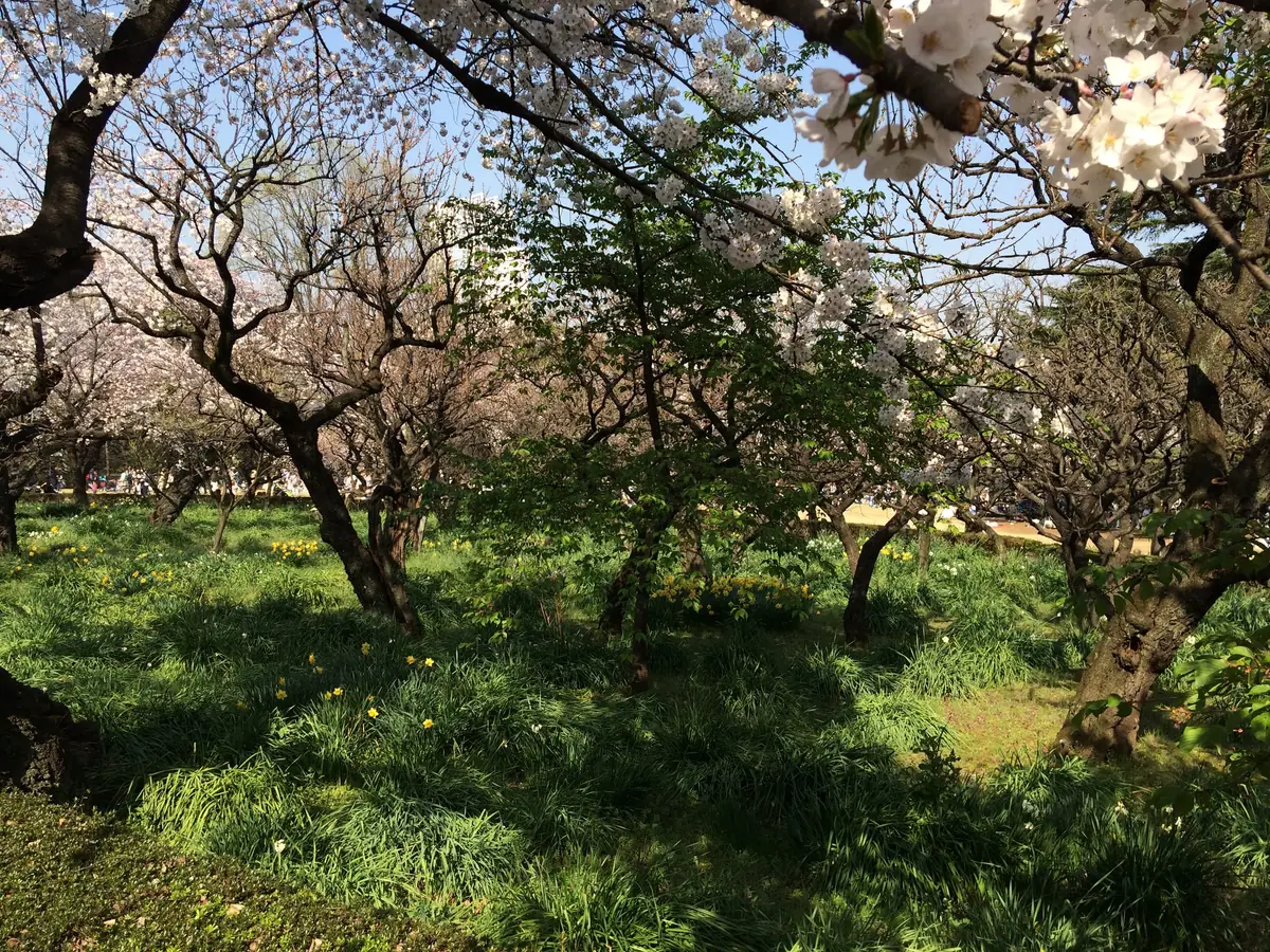 Cherry blossoms and lawn at Shinjuku Gyoen