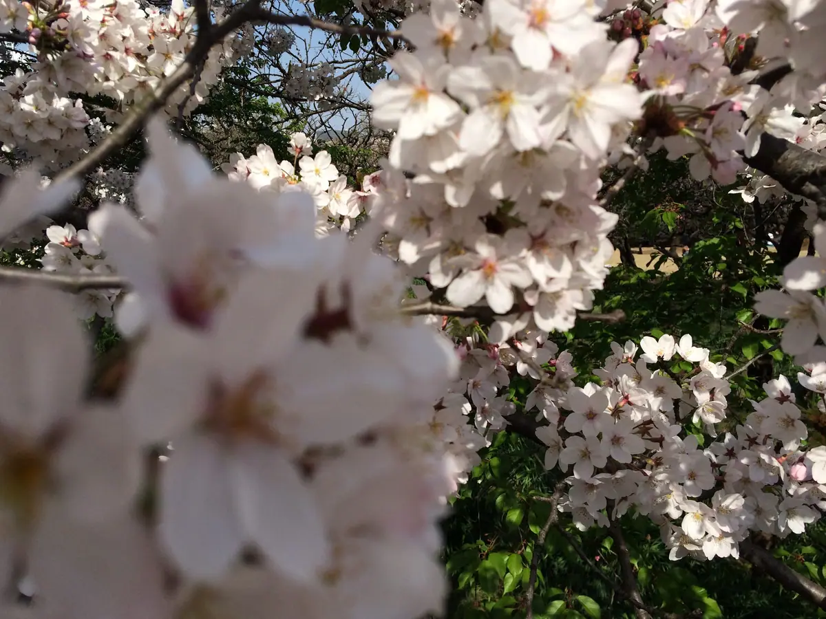 Close-up of cherry blossoms at Shinjuku Gyoen
