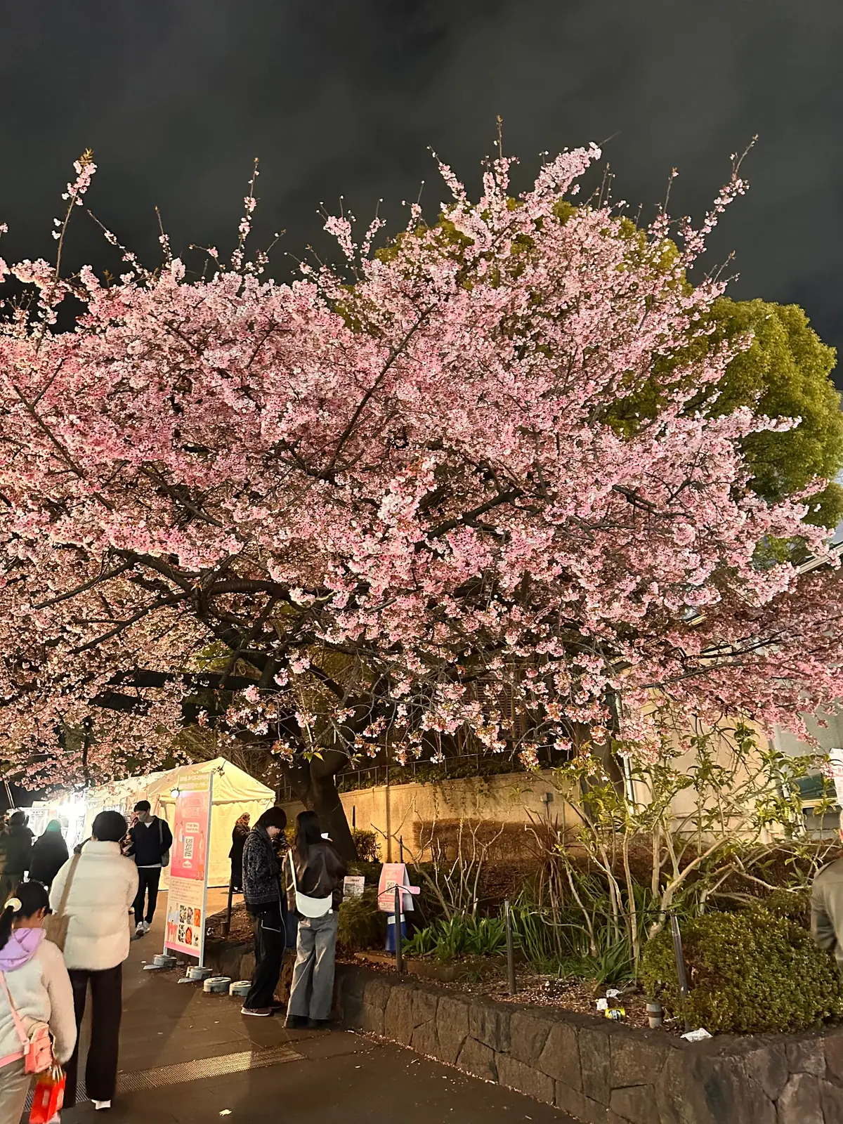 A large cherry tree at the entrance of Ueno Park