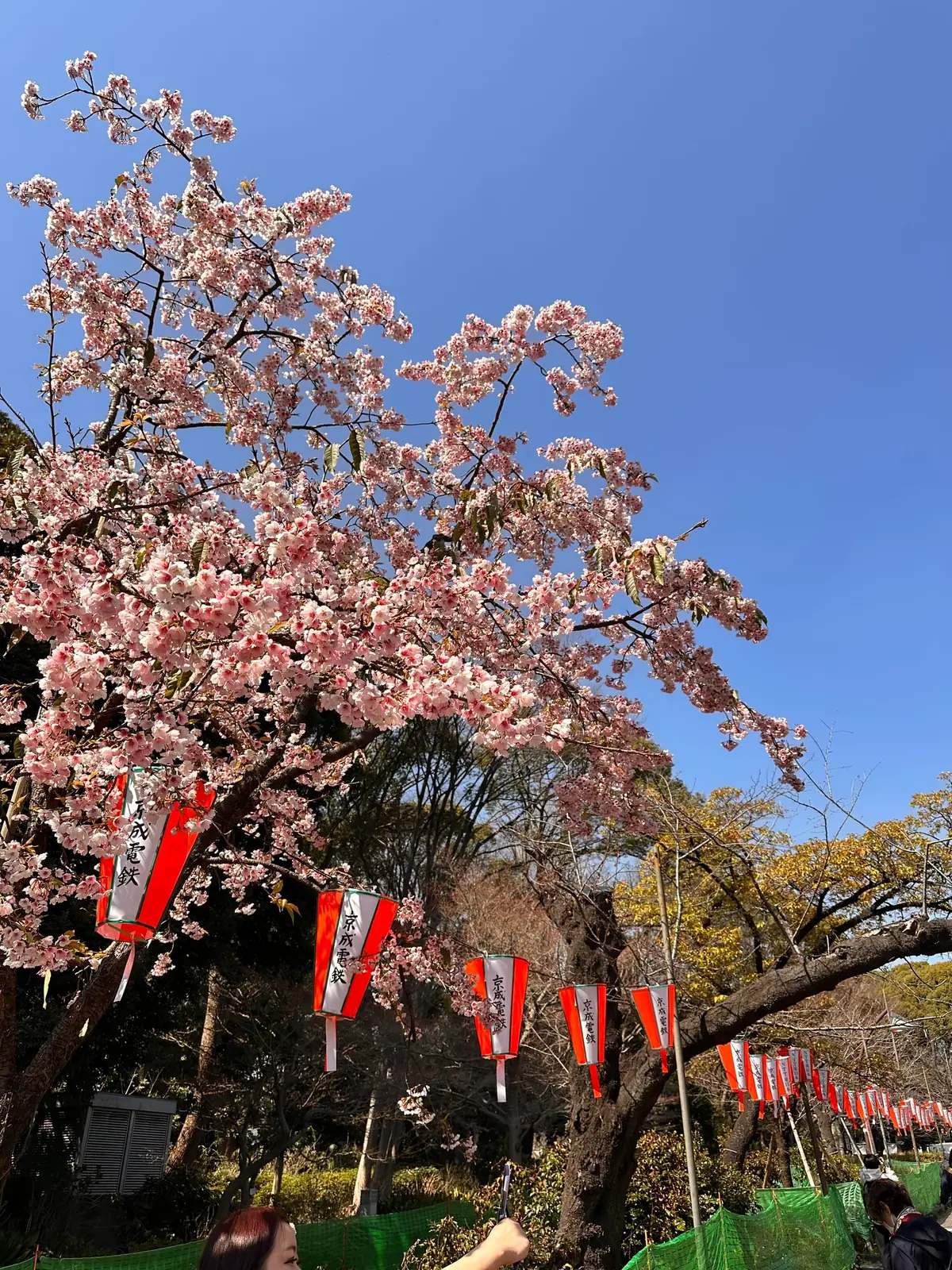 Cherry blossom-lined path in Ueno Park with crowds of hanami visitors