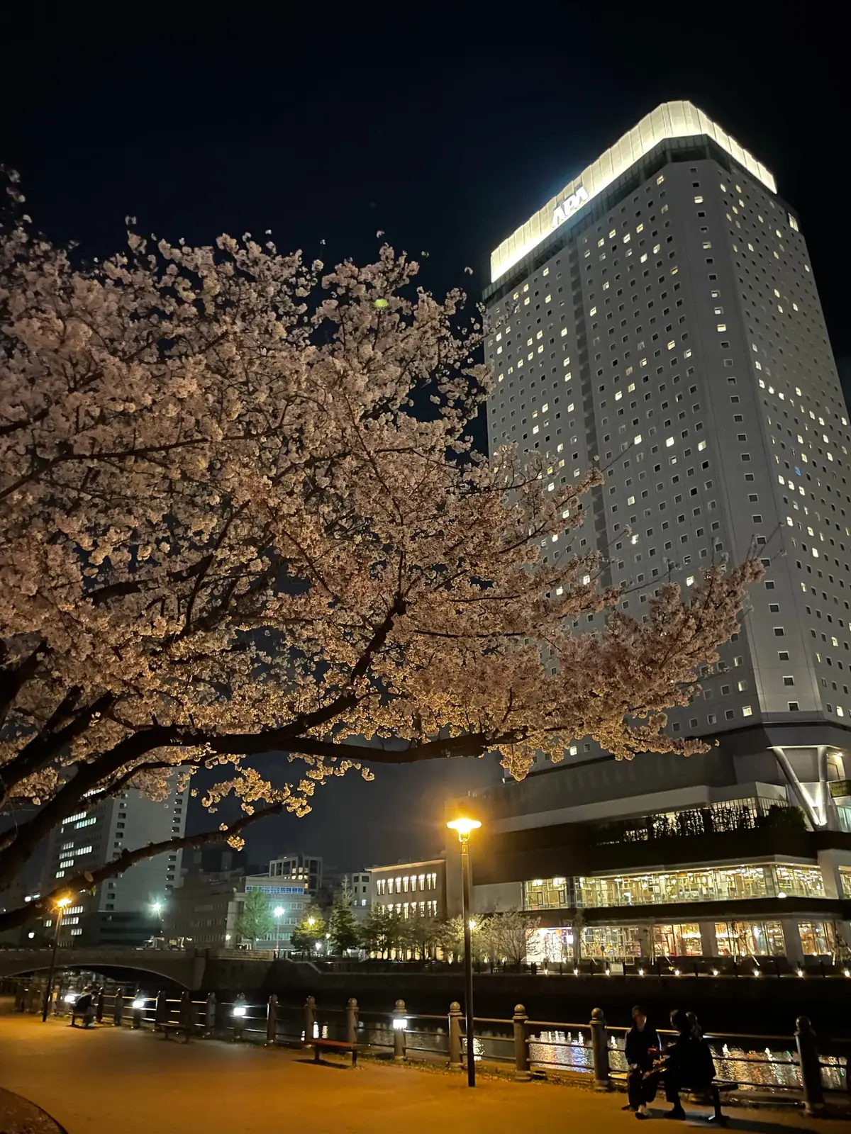 Cherry blossoms near Gundam Park in Yokohama