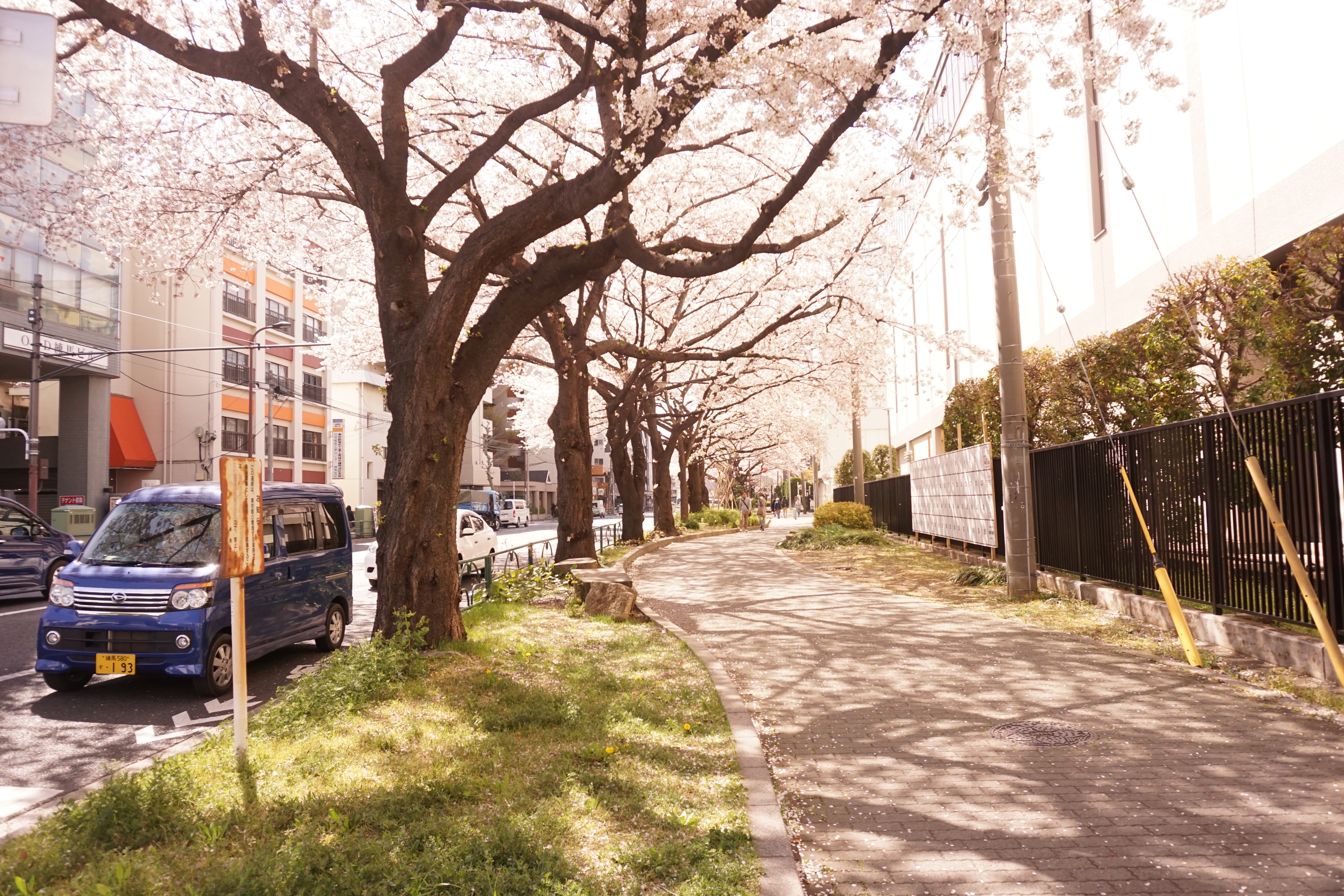Cherry trees lining the streets near Nerima Station, with thick trunks and canopy-like branches over the sidewalk
