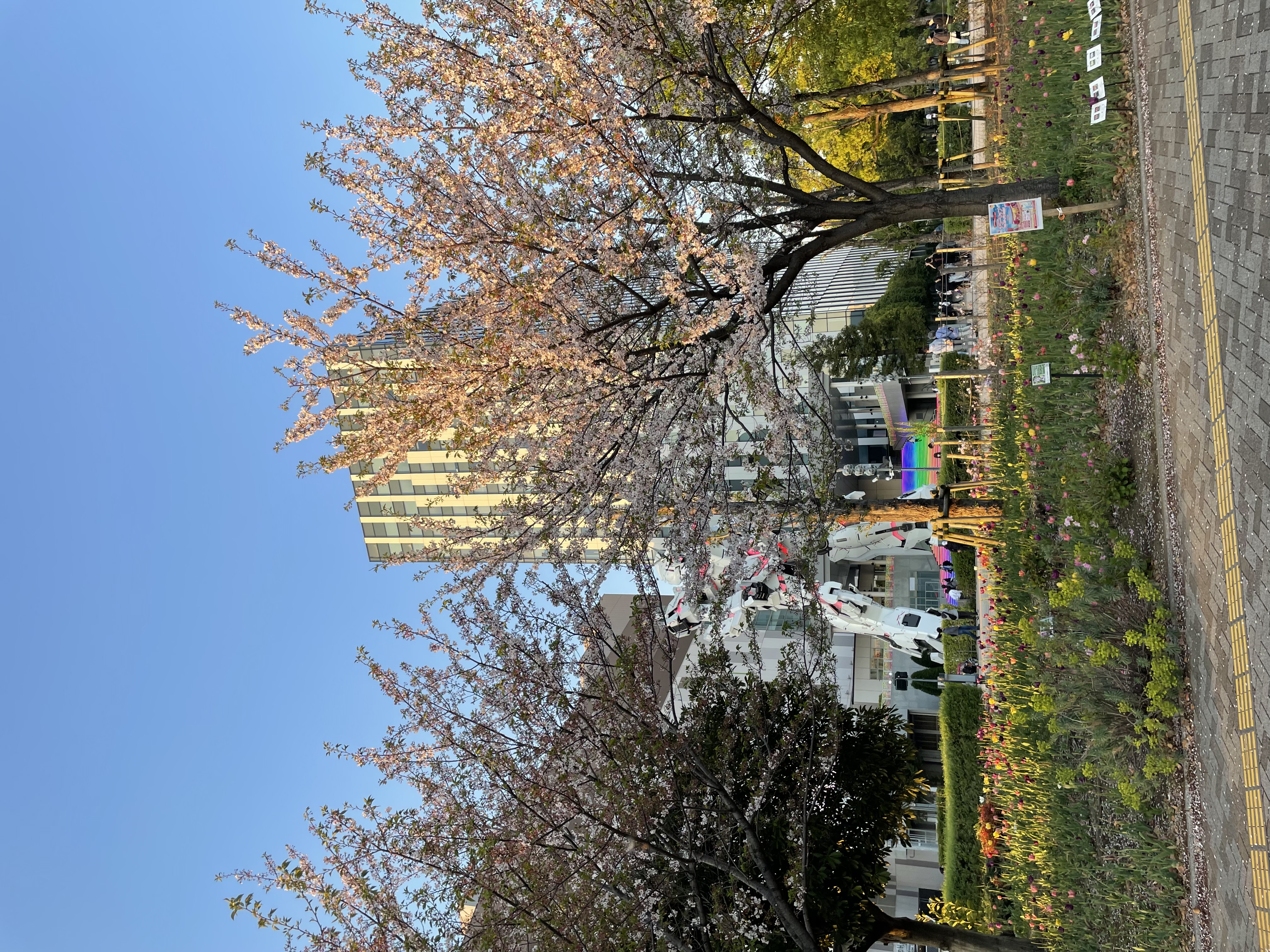 Cherry blossoms near the Gundam statue in Odaiba