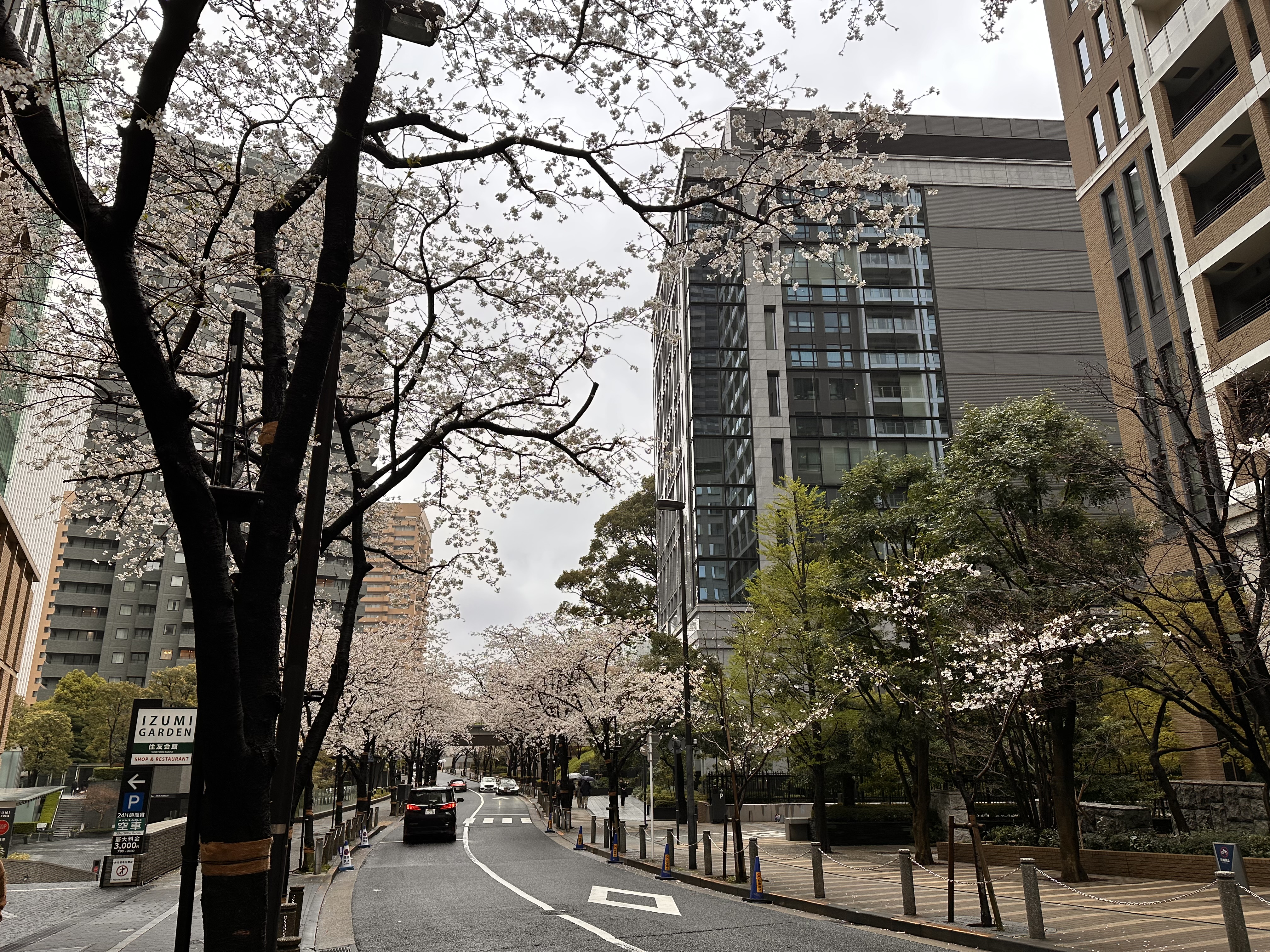 Cherry blossoms near Spain-zaka in Roppongi