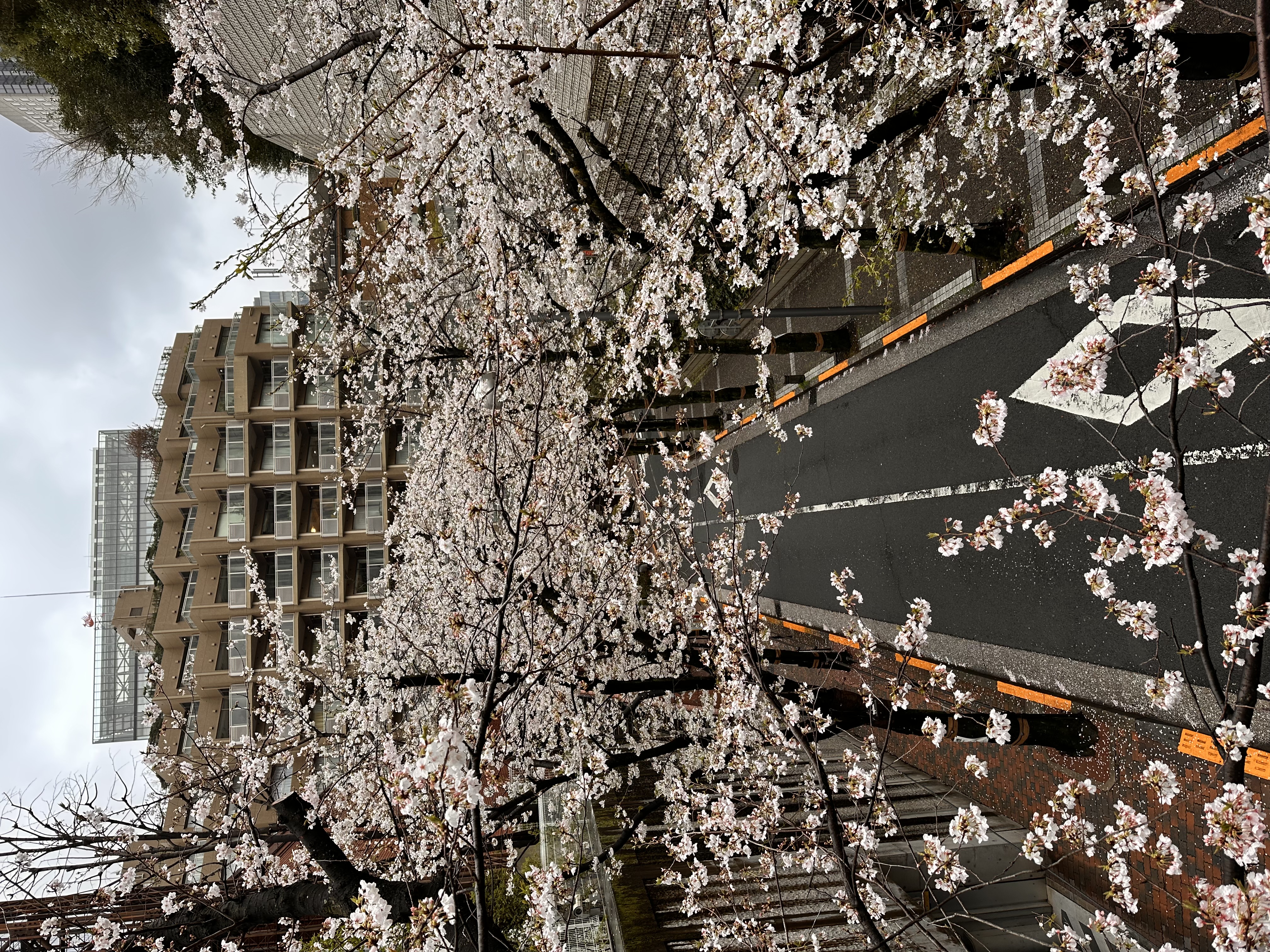 Cherry blossoms and streets near Spain-zaka
