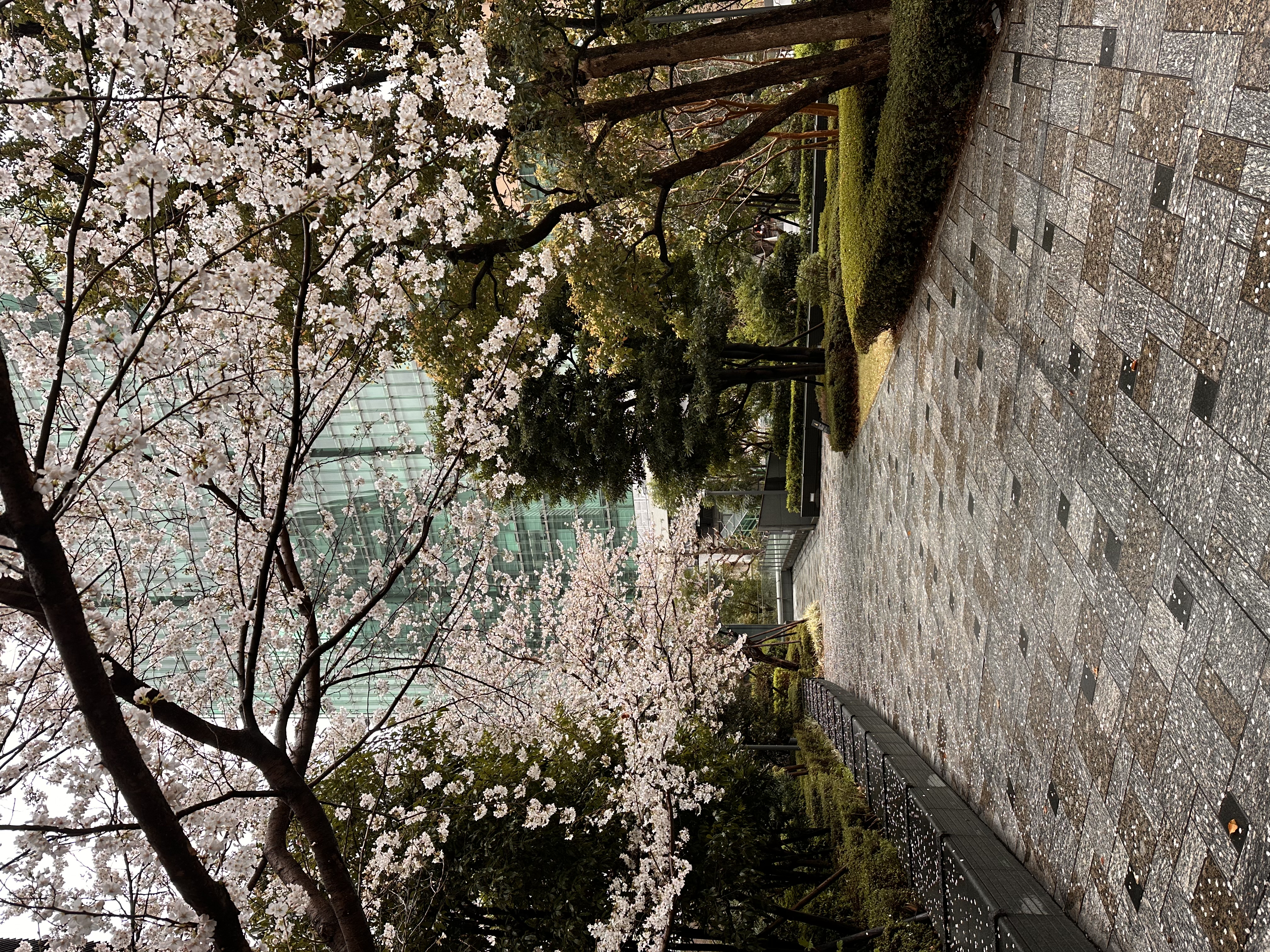 Cherry blossoms seen while walking through Roppongi