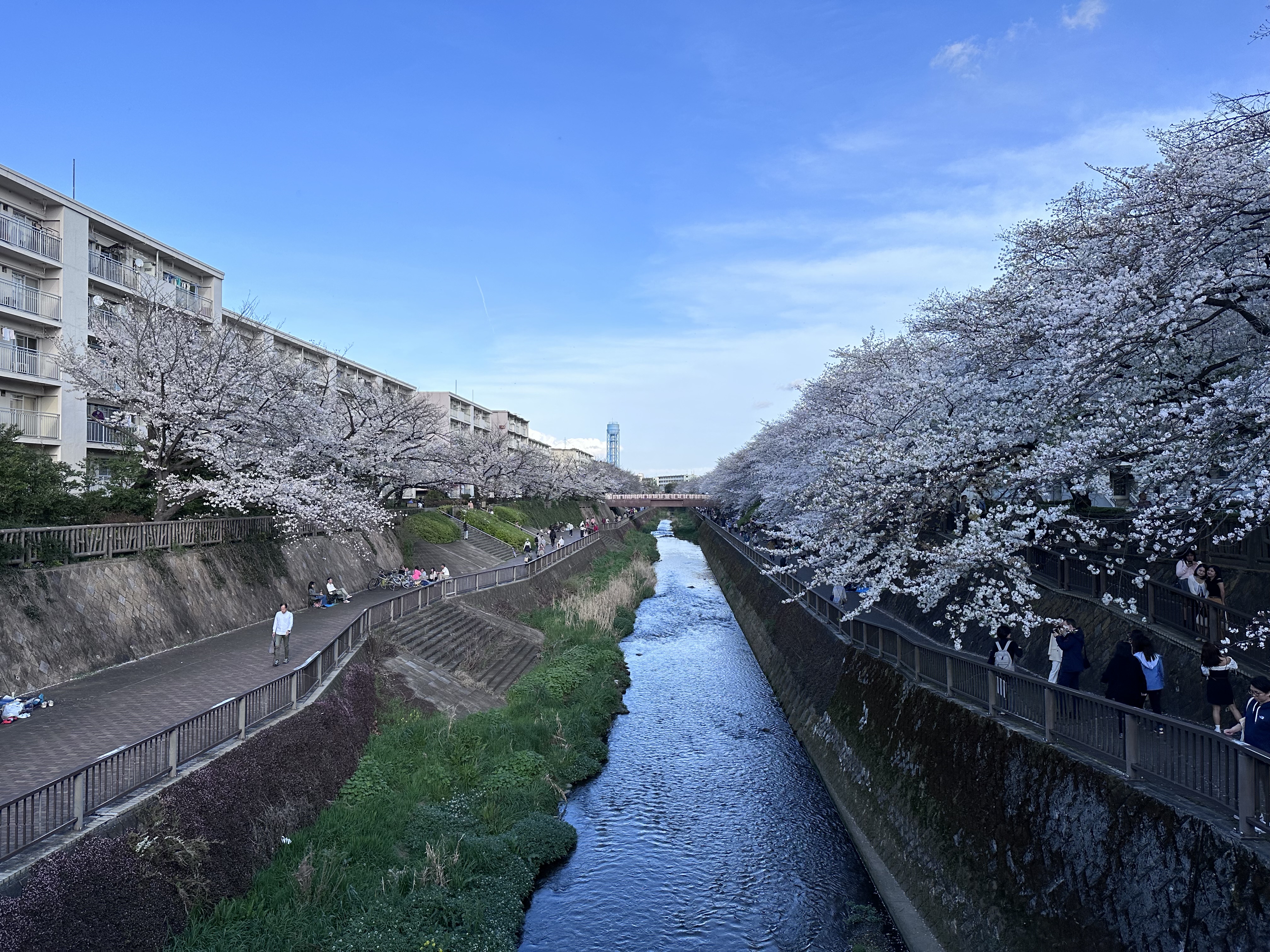 Walking along the Shakujii River cherry blossom path