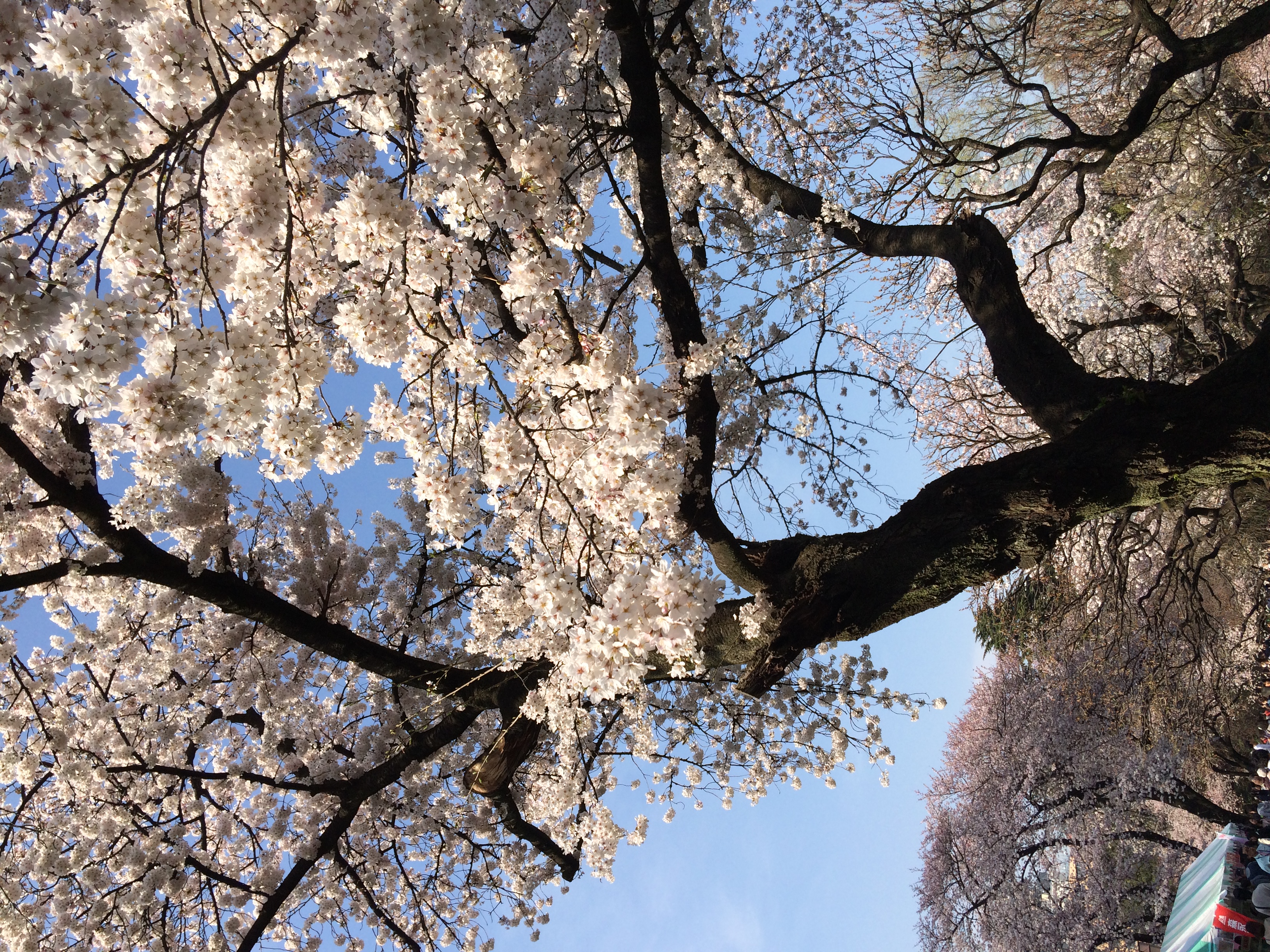 Cherry blossoms at Shinjuku Gyoen, looking up at a large tree