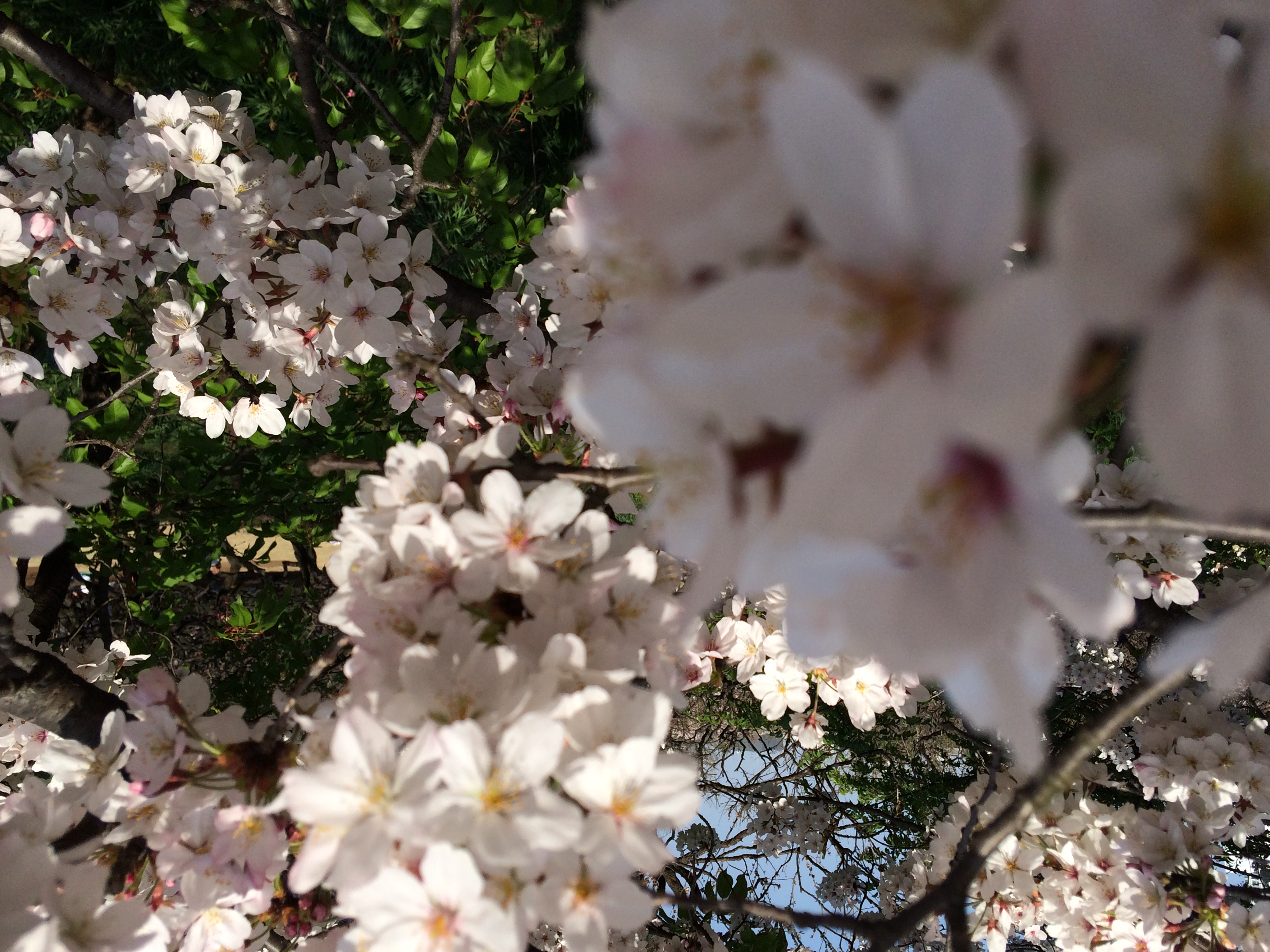 Close-up of cherry blossoms at Shinjuku Gyoen