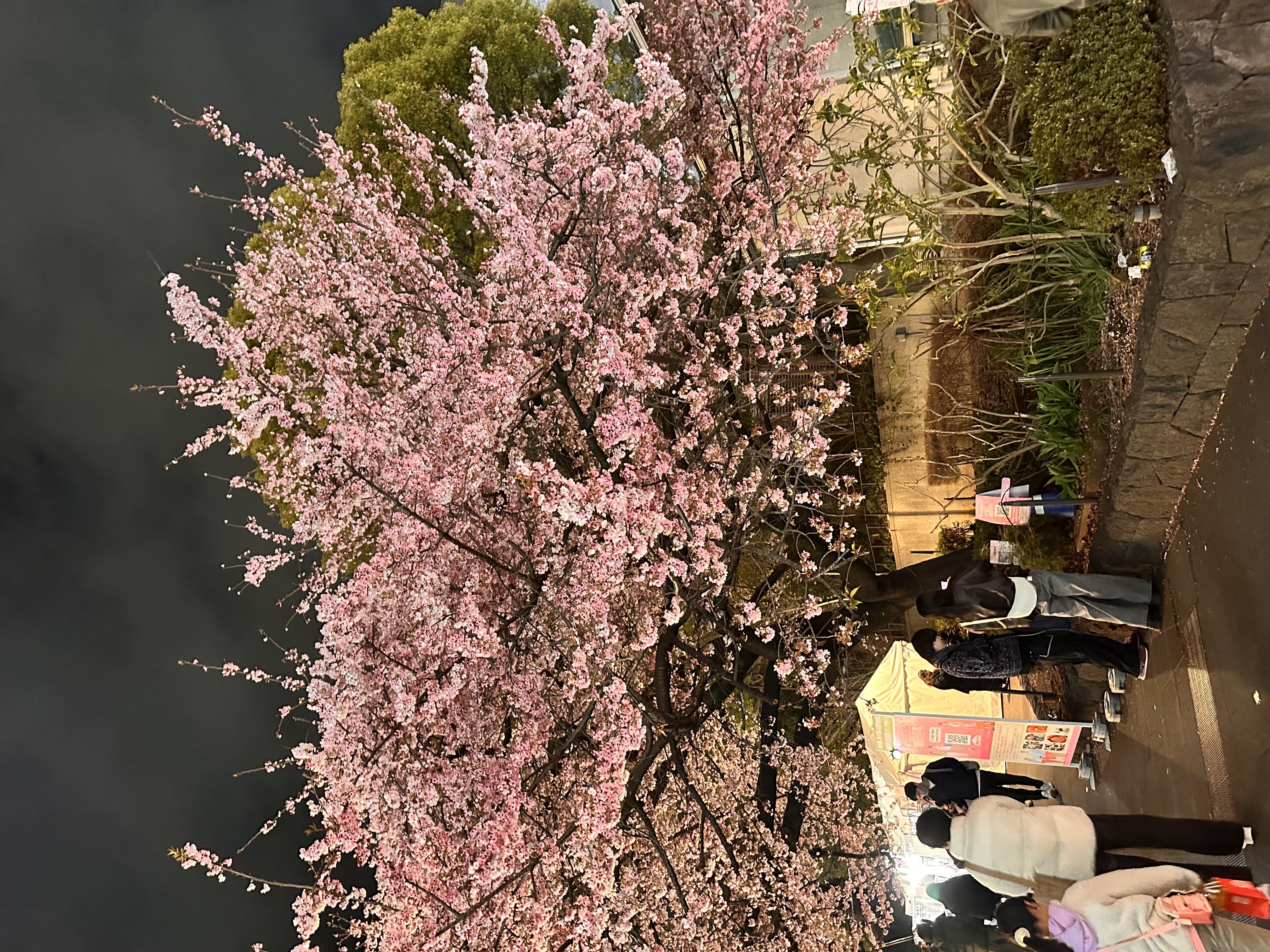 A large cherry tree at the entrance of Ueno Park